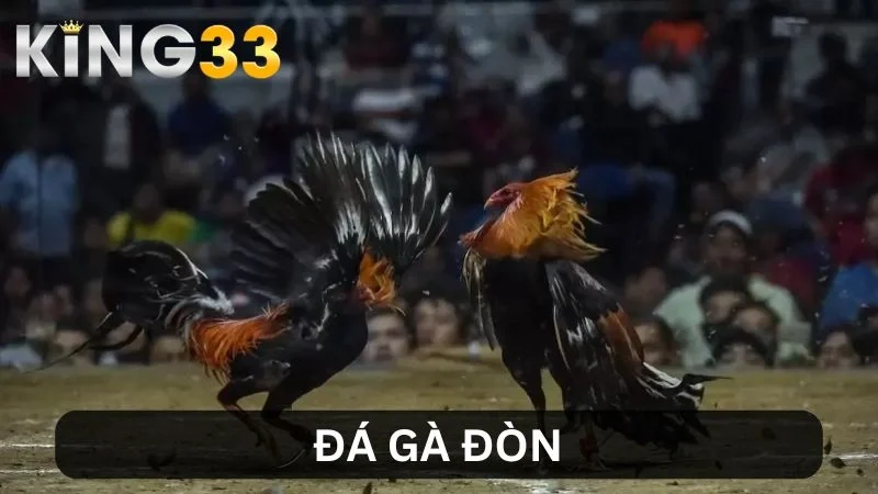 Đá Gà Đòn King33 – Nơi Giao Thoa Của Đam Mê Và Kỹ Năng Đỉnh Cao